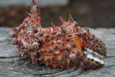 Puget Sound King Crab claw