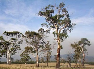 Tasmanian trees